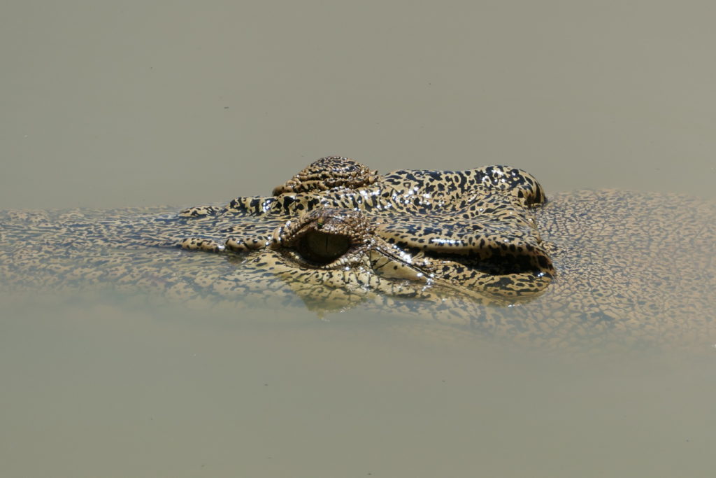 Kakadu, au pays des crocodiles